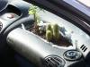 cactus bed on a car's dashboard