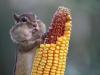 when the waiter asks how the food is, squirrel with mouth full of corn