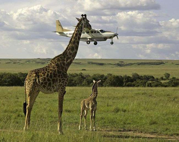 watch as the majestic giraffe parent feeds a plane to its young