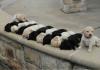an alternating row of black and white puppies, dog