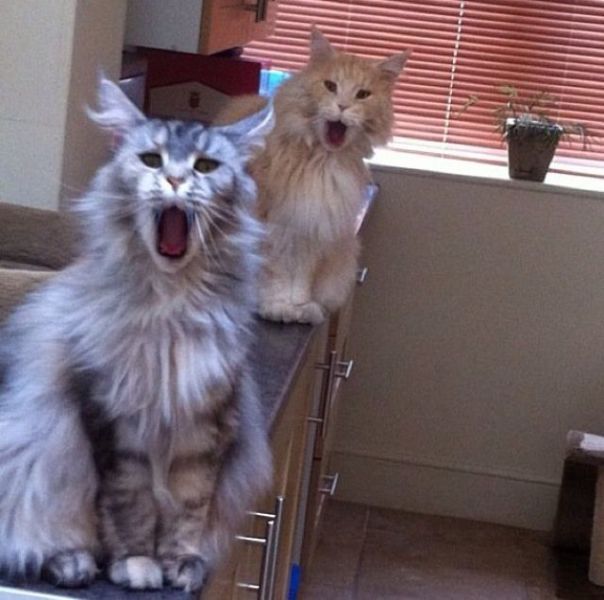 double yawning cats have mouths wide open
