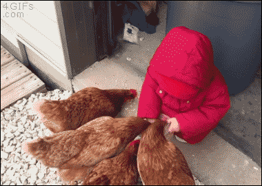 child face plants after feeding the chickens
