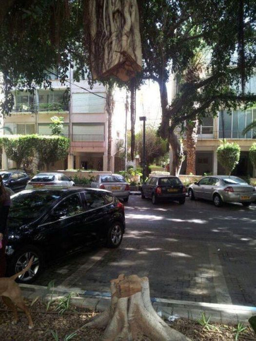 trunkless tree floating in mid air, wtf