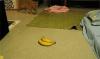 cat versus banana, banana 1 cat 0
