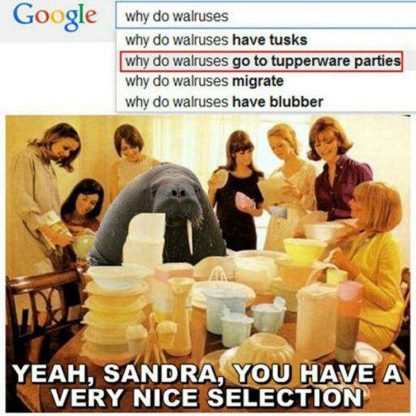 why do walruses go to tupperware parties