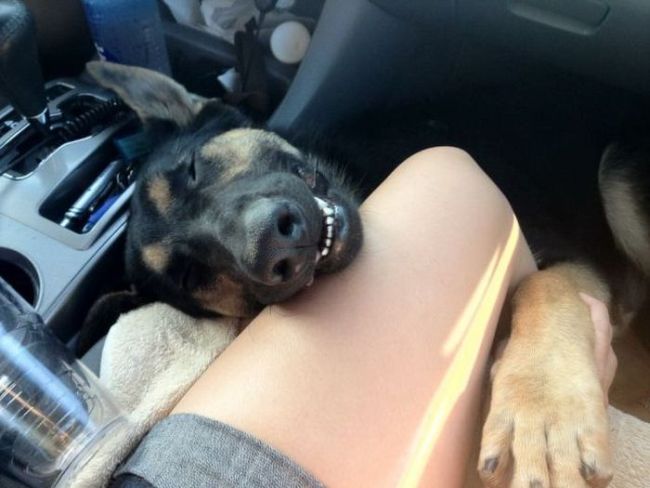 just a really happy dog