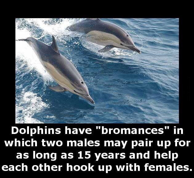 dolphins have bromances in which two males may pair up for as long as 15 years and help each other hook up with females