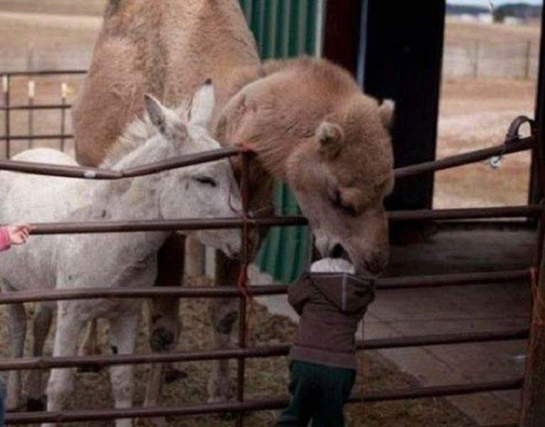 camel eating a child's head