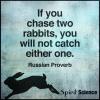 if you chase two rabbits you will not catch either one