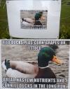 feed ducks peas corn grapes or lettuce, bread has few nutrients and can kill ducks in the long run, actual advice mallard spotted in the wild, meme