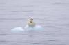 mother polar bear holding her cub on a small floating iceberg surrounded by water by ira meyer