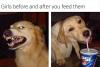 girls before and after you feed them, angry dog, happy dog