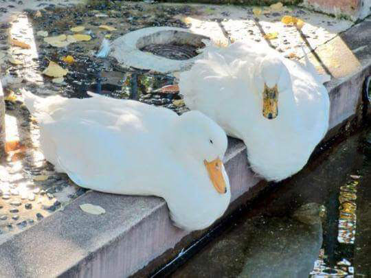 dali ducks
