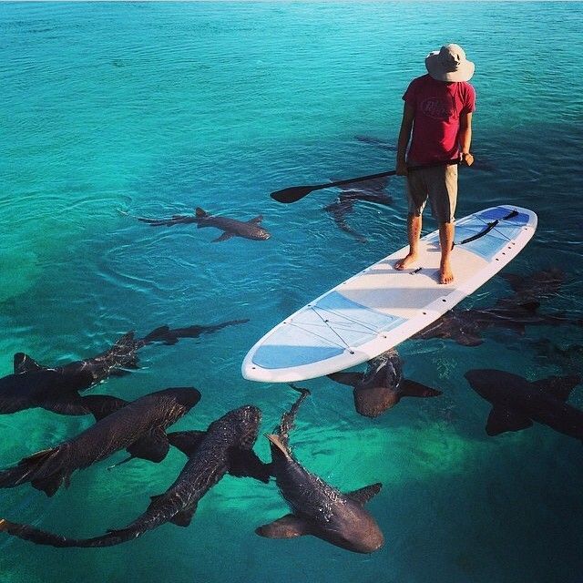 surfboard paddling with the sharks