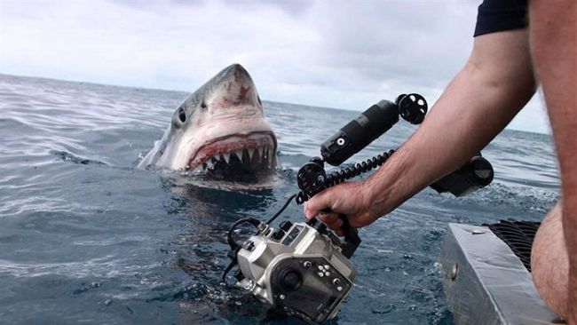 filming a shark at close range