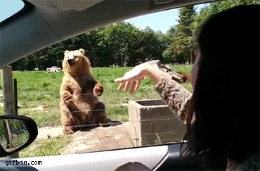 bear skillfully catches a piece of bread at a zoo