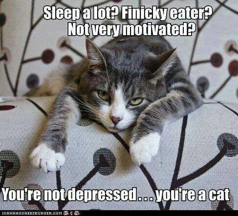 sleep a lot? finicky eater? not very motivated?, you're not depressed you're a cat, meme