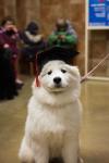 recent graduates these days, i have no idea what i'm doing, dog wearing graduation hat