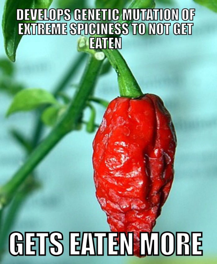 develops genetic mutation of extreme spiciness to not get eaten, gets eaten more, hot pepper problems, meme
