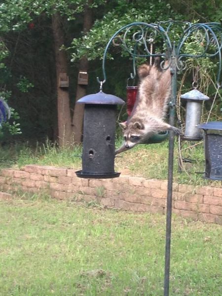 raccoon stealing bird food in a display of acrobatics