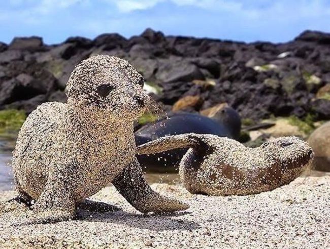really sandy baby seals
