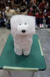 white dog with square hair cut, wtf