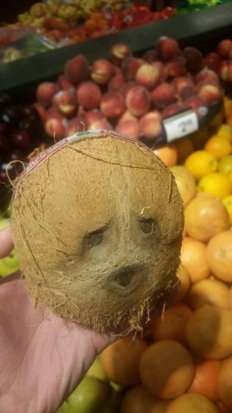 just a concerned coconut, face on fruit