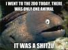 i went to the zoo today, there was only one animal, it was a shitzu, bad joke eel, meme