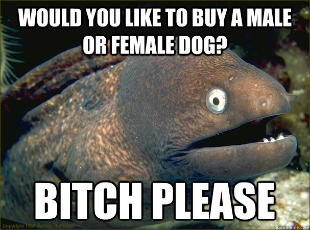 would you like to buy a male of female dog, bitch please, bad joke eel, meme