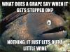 what does a grape say when it gets stepped on?, nothing it just lets out a little wine, bad joke eel, meme