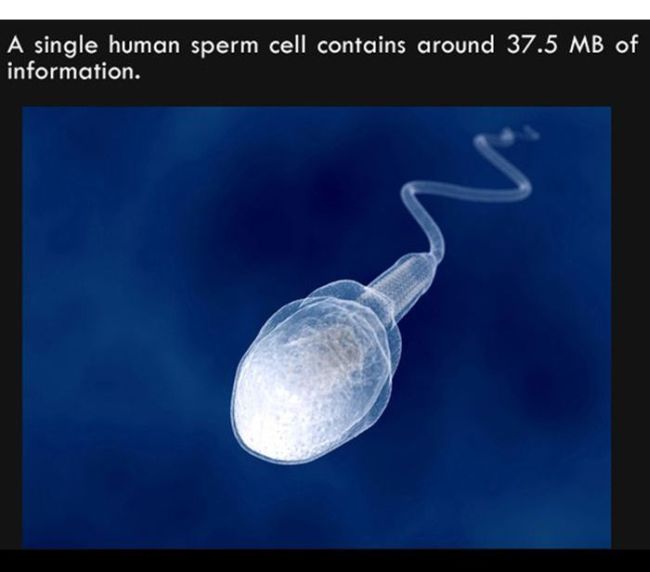 A Single Human Sperm Cell Contains Around 375mb Of Information - JustPost:  Virtually entertaining