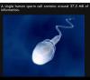 a single human sperm cell contains around 375mb of information, fun facts