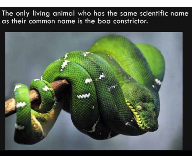 The Only Living Animal Who Has The Same Scientific Name As Their Common Name  Is The Boa Constrictor - JustPost: Virtually entertaining