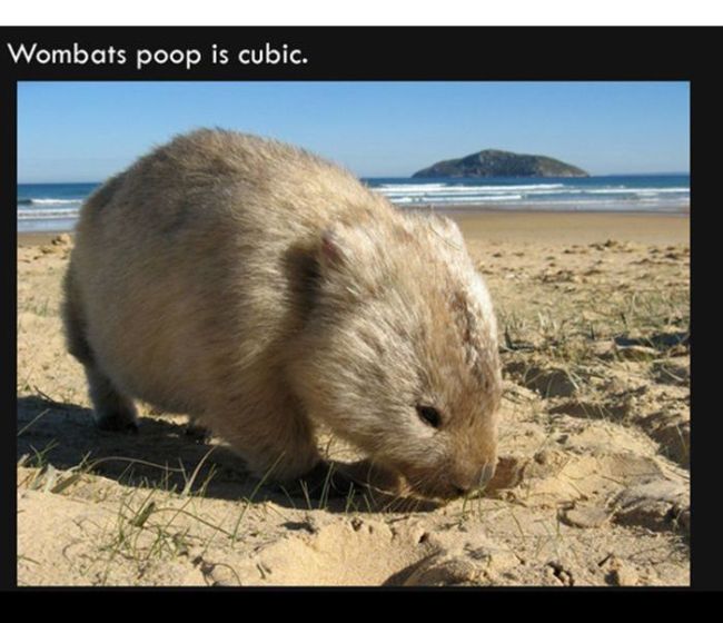 wombats poop is cubic, fun facts
