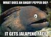 what does an angry pepper do?, it gets jalapeño face, bad joke eel, meme