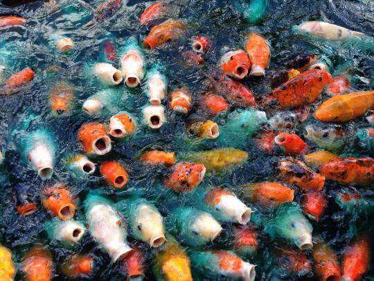 fish faces of all shapes and colors