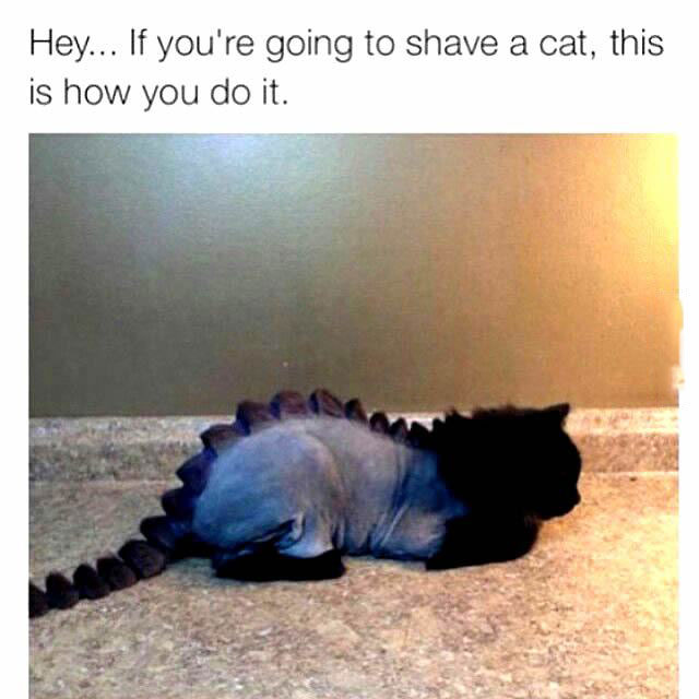 if you're going to shave a cat this is how you do it