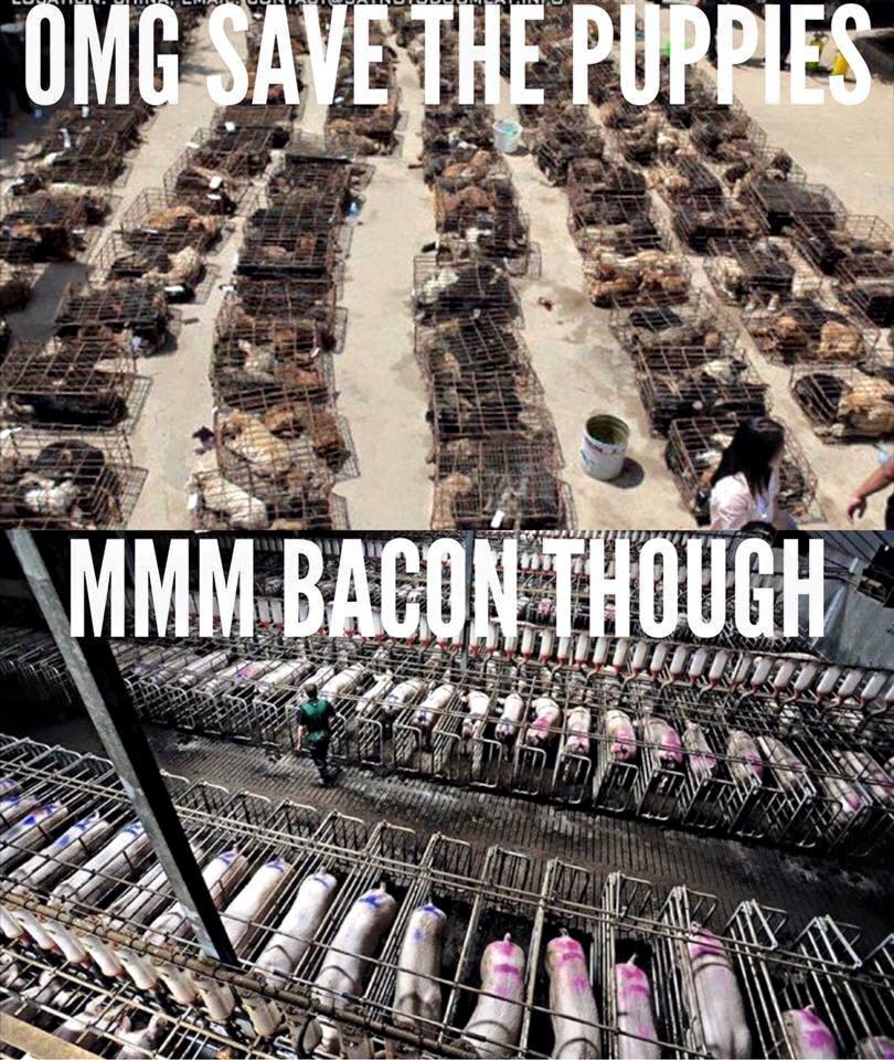 omg save the puppies, mmm bacon though, hypocrisy, meme