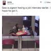 saw a pigeon having a job interview earlier, i hope he got it