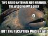 two radio antennae got married, the wedding was okay but the reception was great, bad joke eel, meme