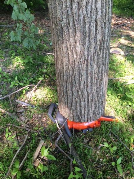 trees do sometimes fight back, tree on chainsaw