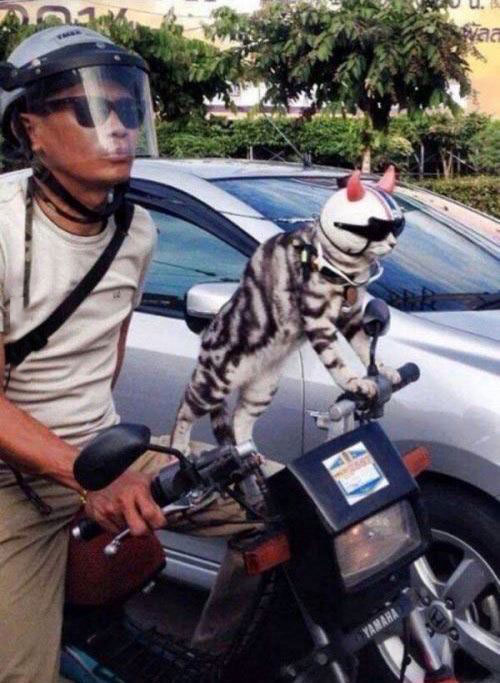 you'll never be as cool as this cat riding this motorcycle with a helmet and sunglasses