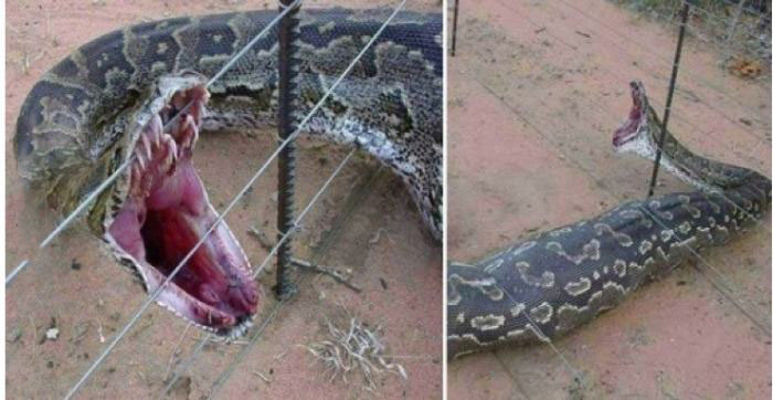 a farmer noticed that he was losing sheep so he put up an electric fence and caught this, giant snake