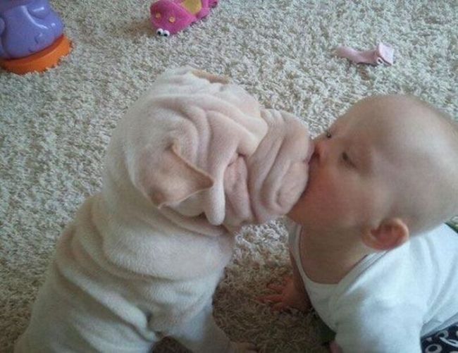baby human and baby dog kiss