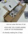 i did not order this box of cat, how are you complaining look at its face, it's literally making the :3 face