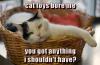cat toys bore me, you got anything i shouldn't have?, cat logic, meme
