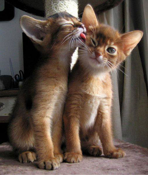 kitten licking his sibling's cheek