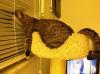 cat looks really comfortable looking out the window through the blinds, lol