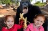 making a gorilla go bananas, little girls pose with bananas in front of gorilla den
