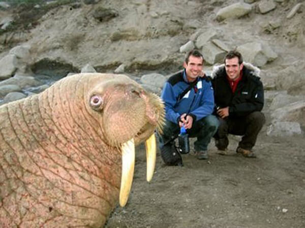 walrus photobombs two guys